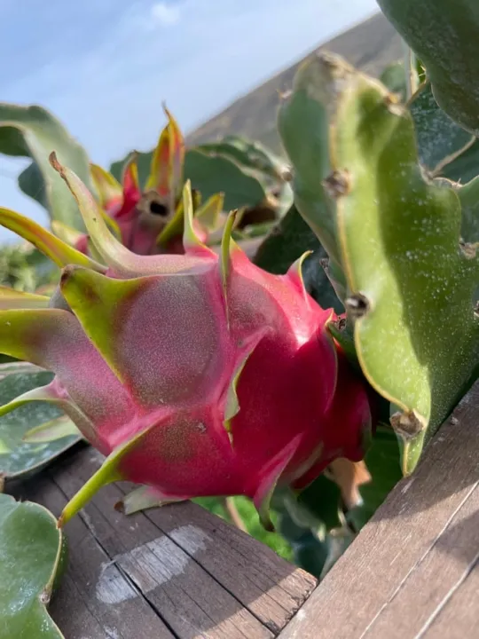 Cretan Dragon Farm: Learn everything about dragon fruit