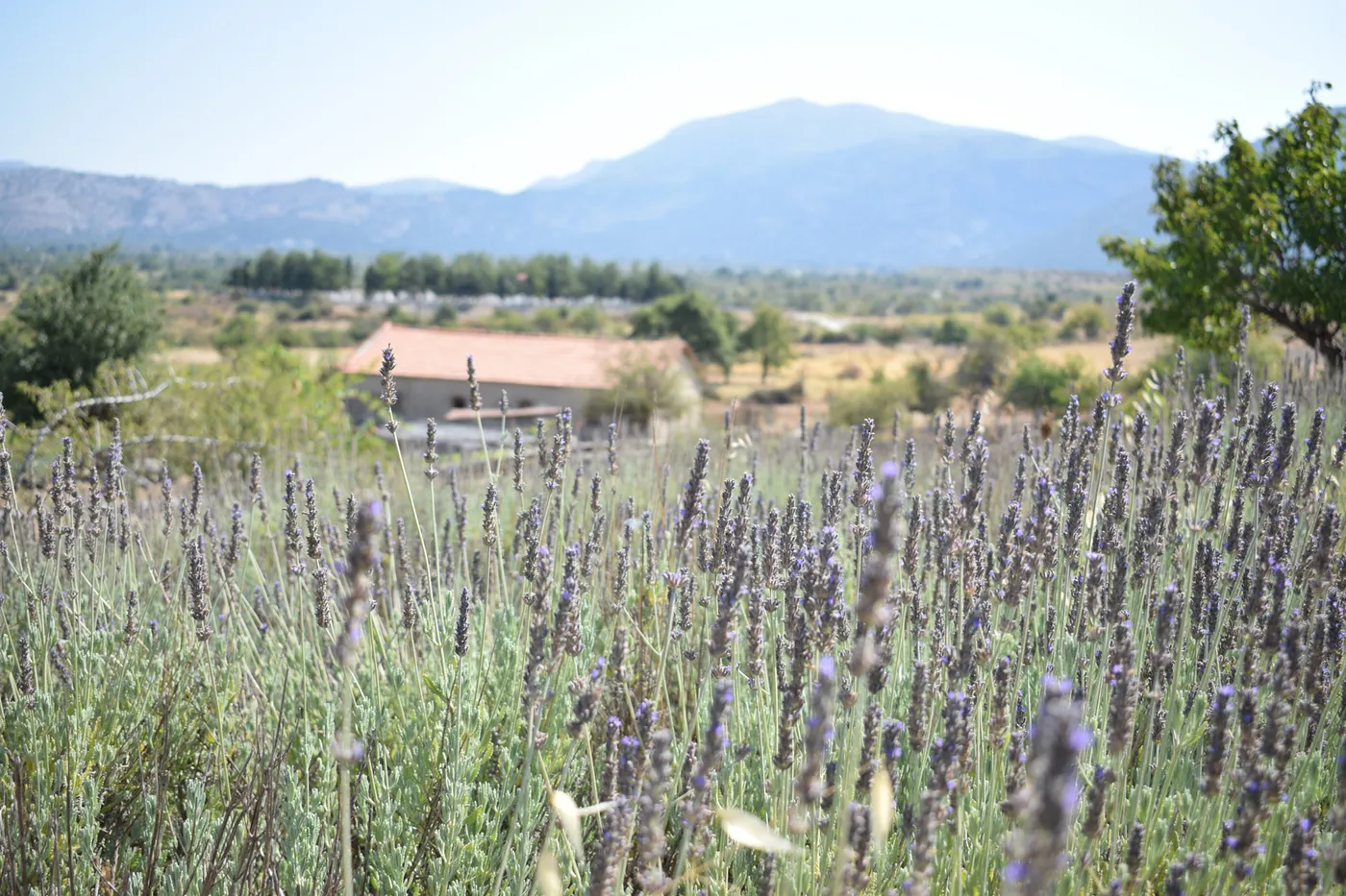 Lasinthos Eco Park: Collect Aromatic Plants