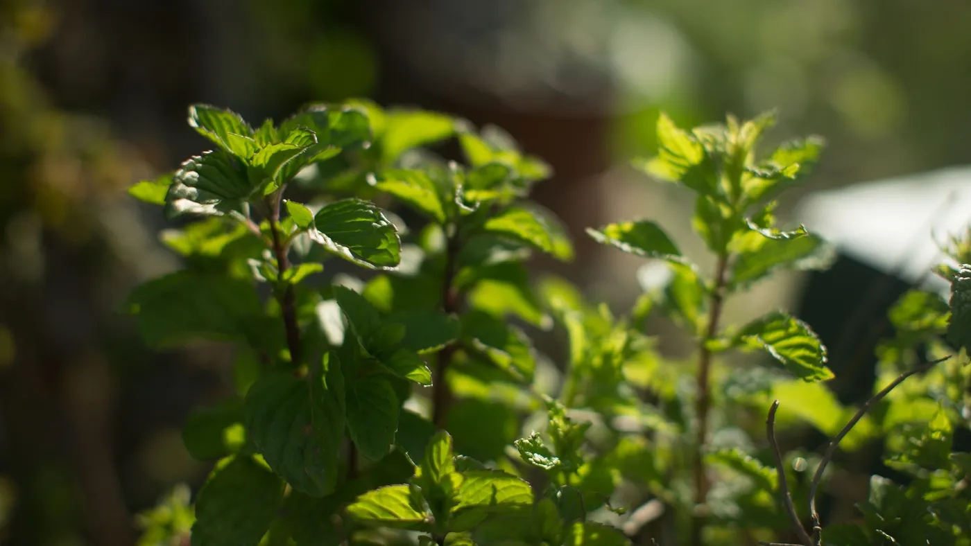 Dories: A Small Rural Settlement