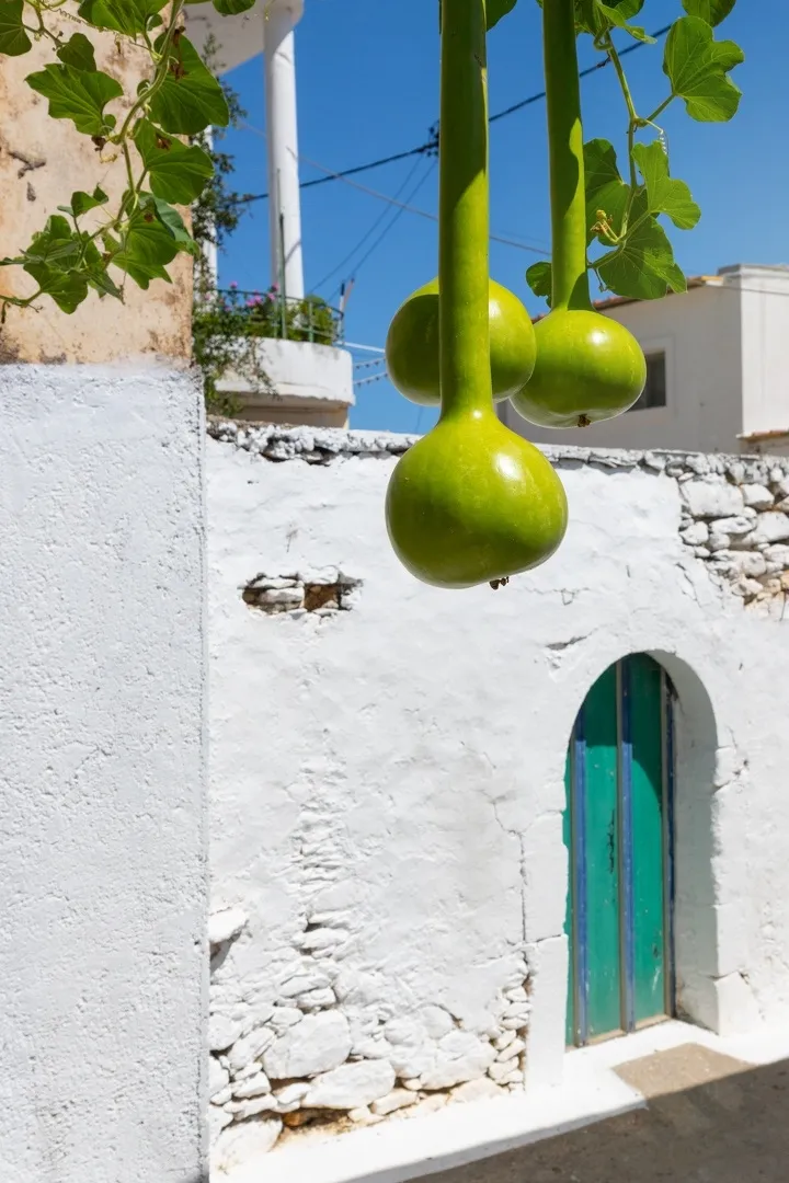 Explore the Windmills of Lassithi!