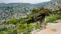 Pan-Cretan Mountaineering Meeting in the Rouvas Forest
