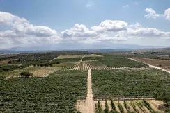 Iraklio: On the ancient wine trail