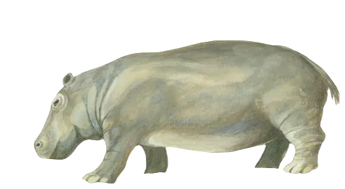 Hippopotamus creutzburgi