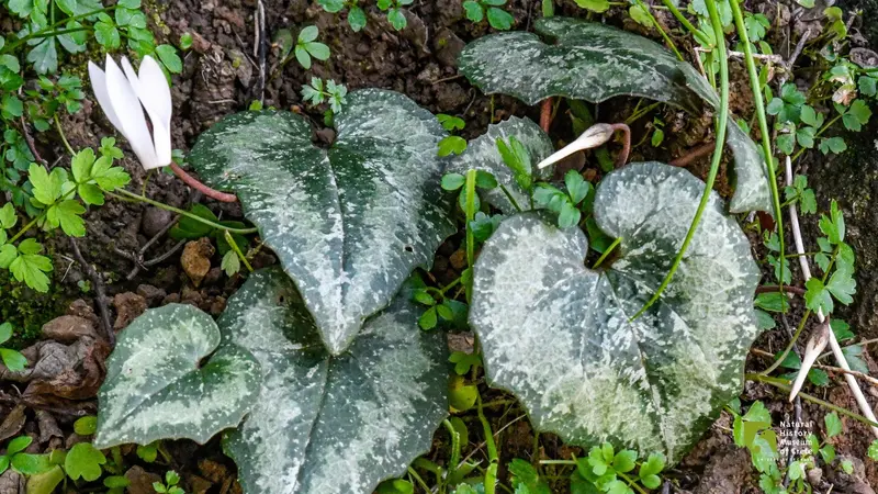 Cretan Cyclamen