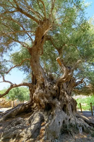 The Olive Tree of Azorias