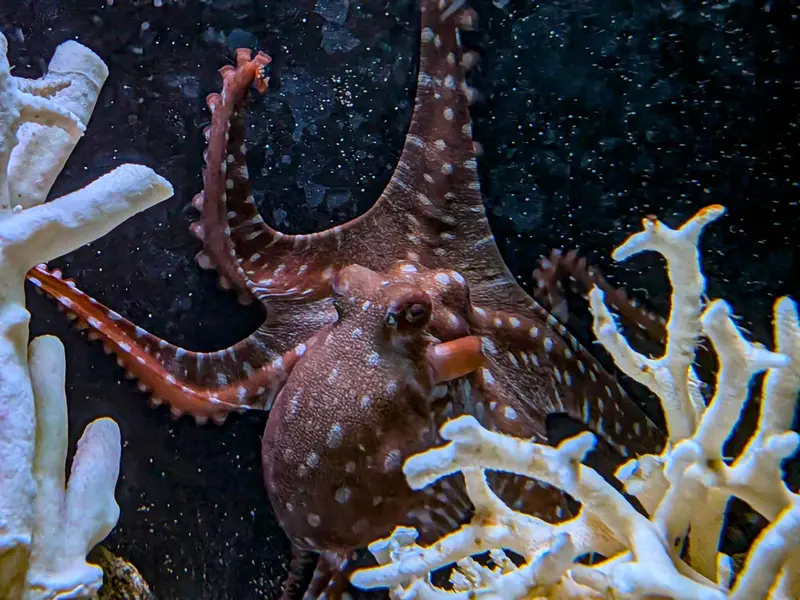 Meet the Elidona (Callistoctopus macropus)!