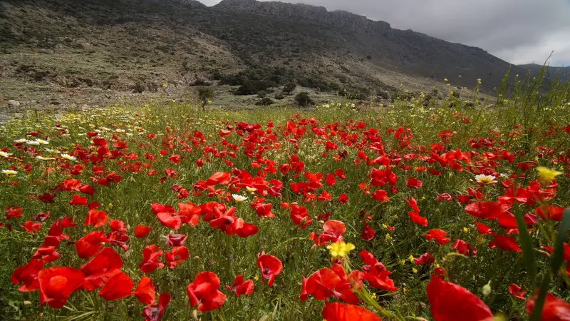 May Day in Crete: A Celebration of Colors and Scents