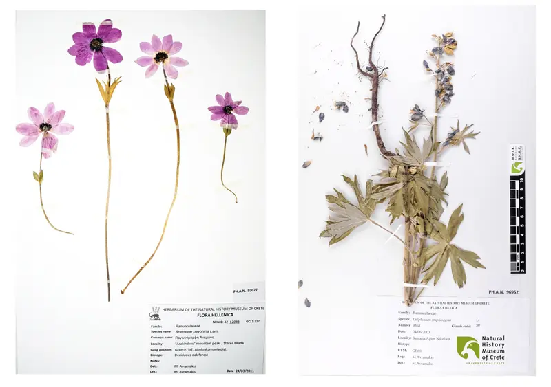 The Natural History Museum of Crete Changes Its Opening Hours
