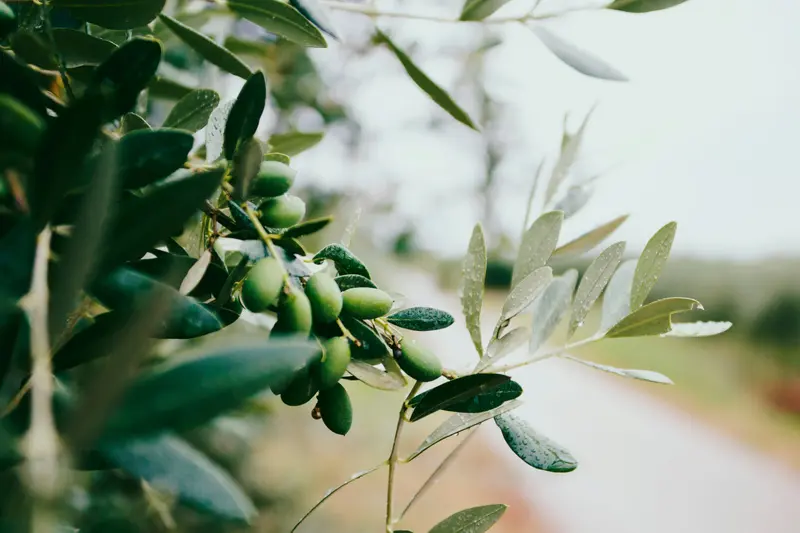 Apokoronas: 4 Unforgettable Tasting Tours!