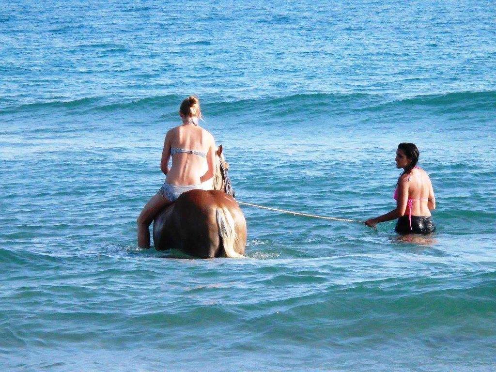 Zoraida's Horse Riding: Riding High and Taking the Plunge: Horseback Adventures and Aquatic Equine Experiences