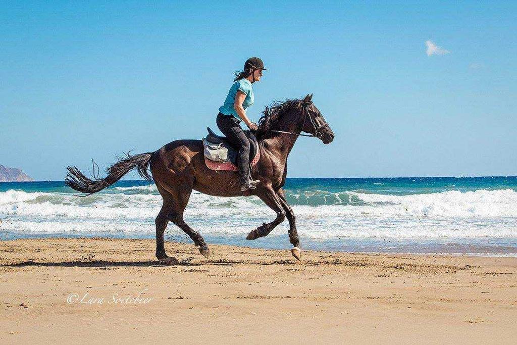 Zoraida's Horse Riding: Gentle Trotting Horseback Rides: Perfect for Experienced Riders