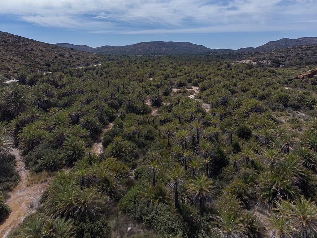 Vai: Discovering a Heavenly Landscape in Crete