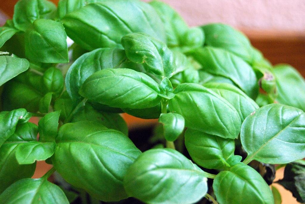 Common Basil