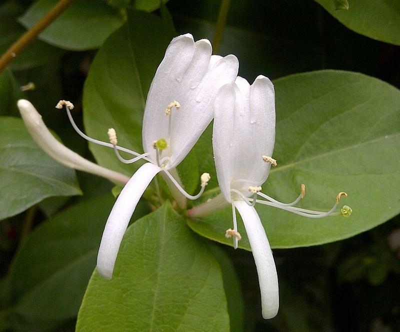 Honeysuckle