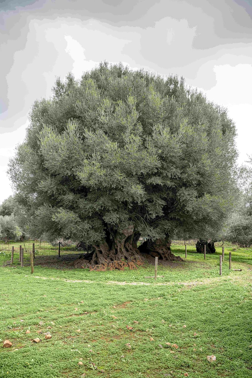 Olive tree of Samonas