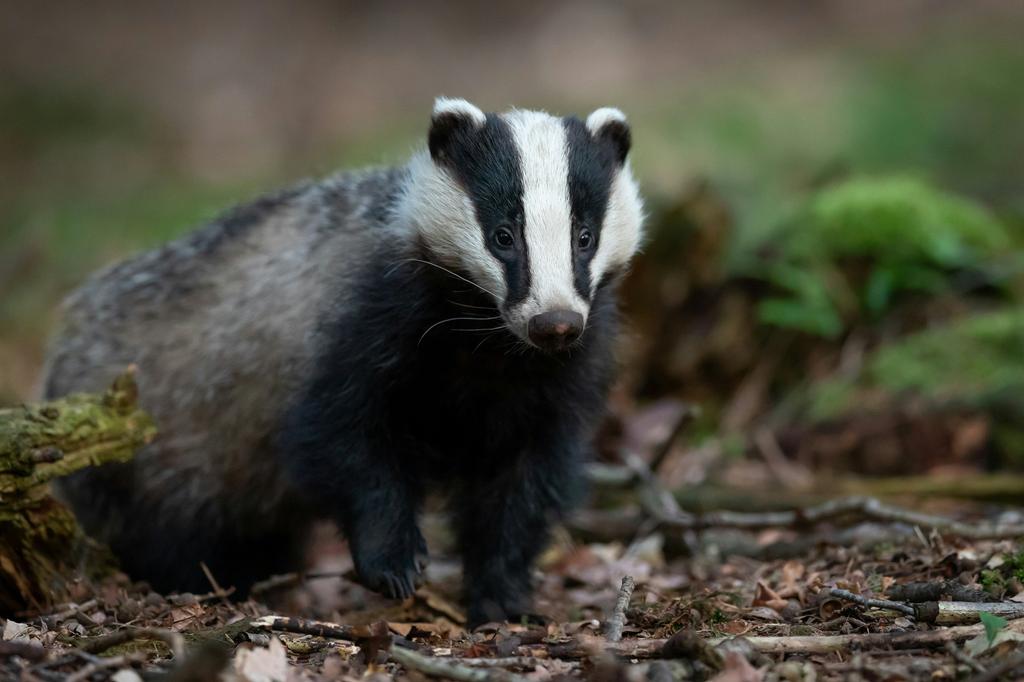 The Cretan Badger