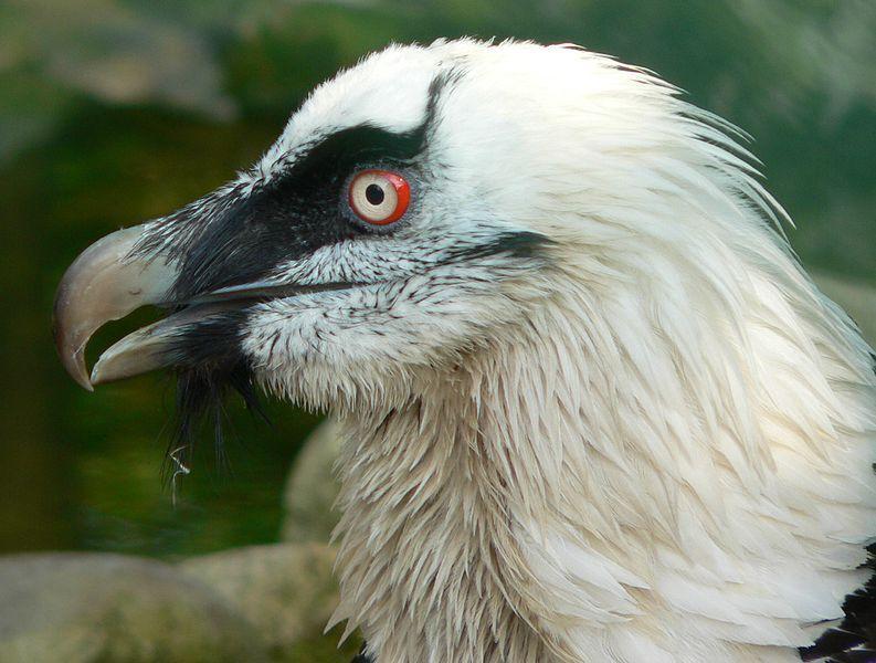 Bearded Vulture (Gypaetus Barbatus)