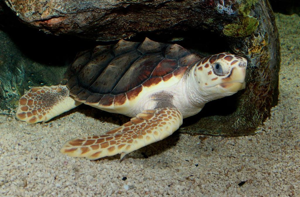 Caretta Caretta (Loggerhead Sea Turtle)