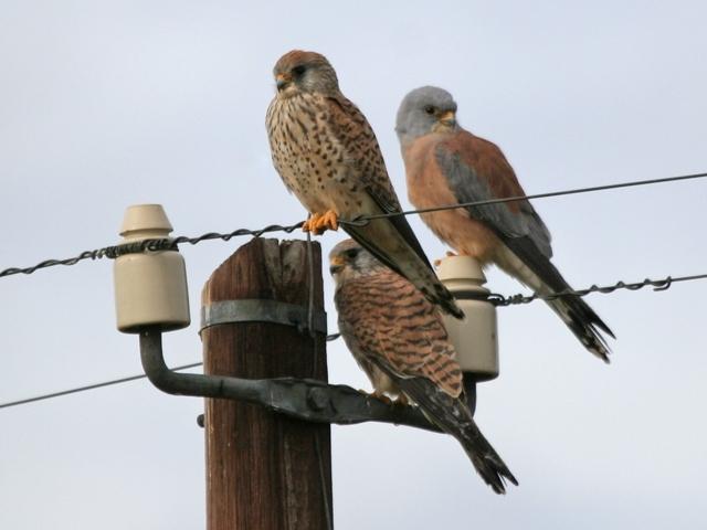 Lesser Kestrel (Falco naumanni)