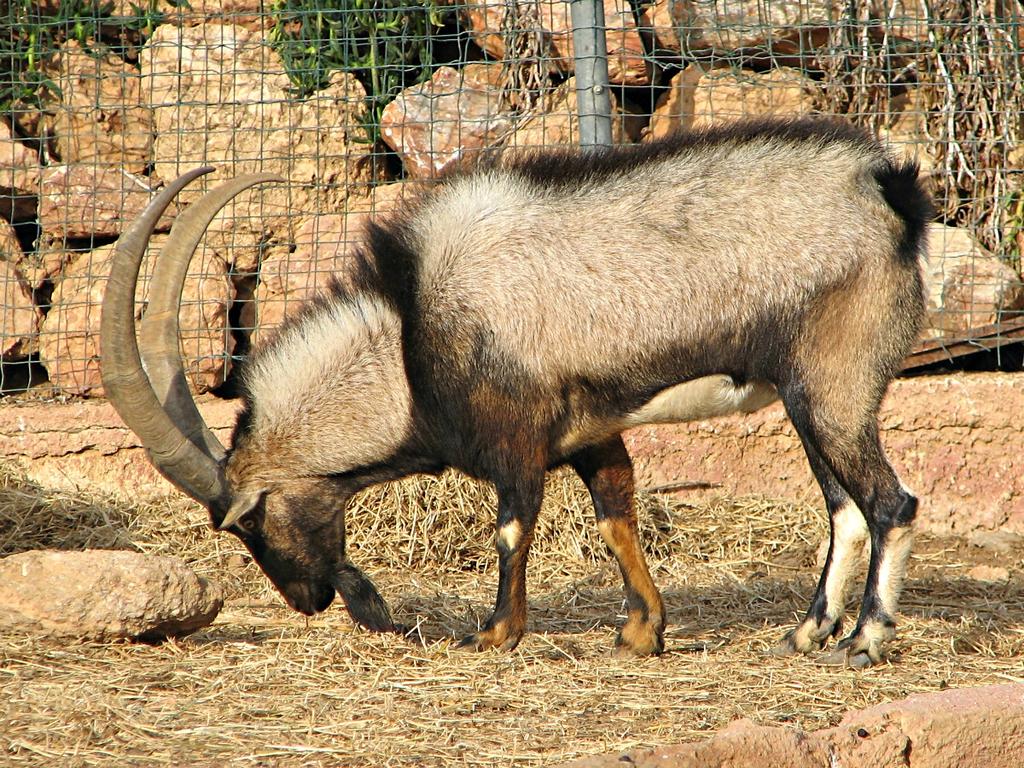 Kri-kri, the Cretan Wild Goat (Capra aegagrus cretica)