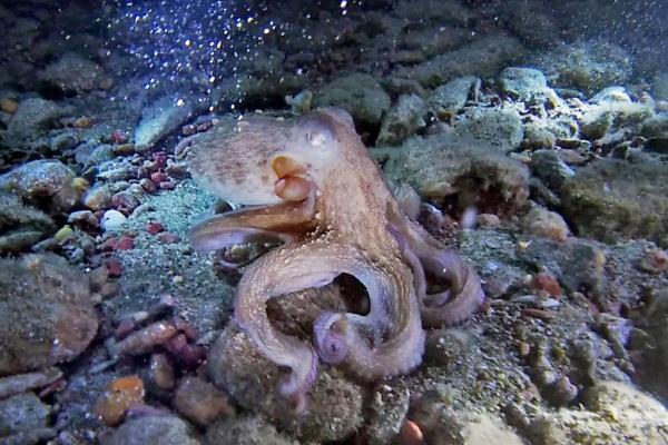 Aquadive: Night Diving in Agia Pelagia