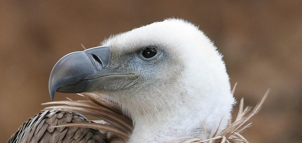 Griffon Vulture (Gyps Fulvus)