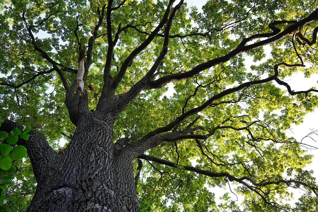 Kermes Oak (Quercus Coccifera)