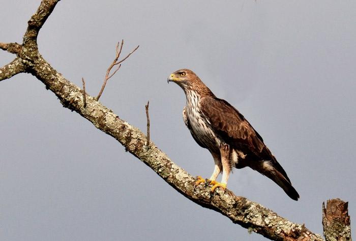 Bonelli's eagle (Aquila fasciata) (Hieraaetus fasciatus)