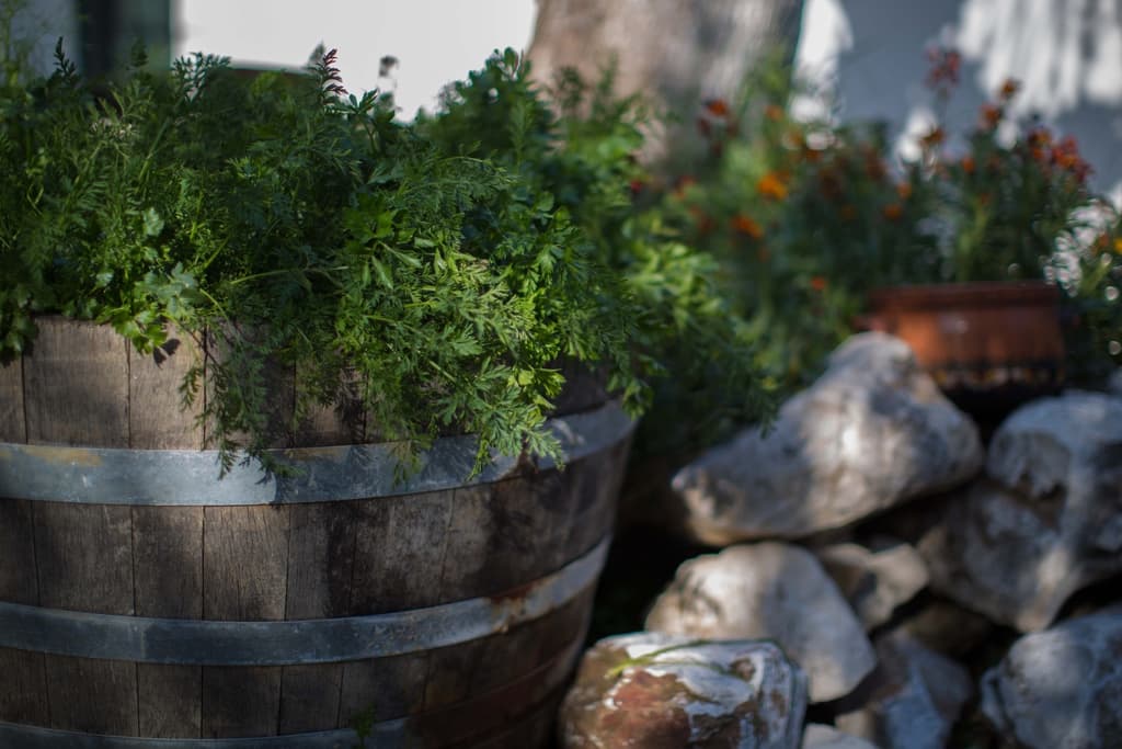 "Shall We Go for Greens?" – A Unique Invitation in Chania!