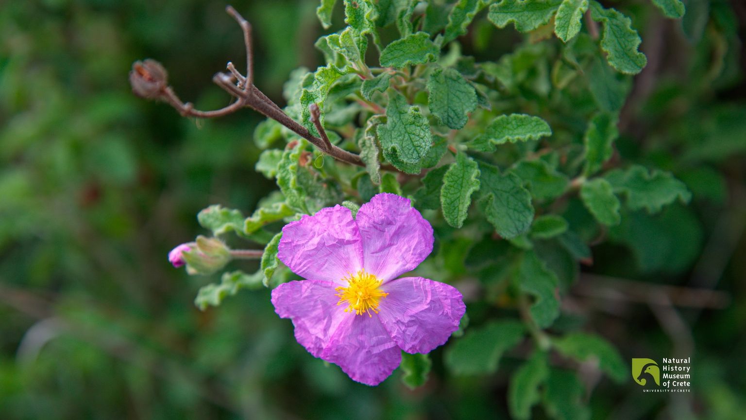 Cretan Rockrose