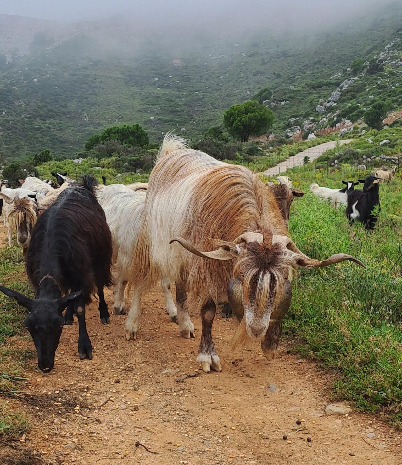 Cretan Vioma: Exploring the Lasithi Plateau: Shepherd Life and Scenic Wonders