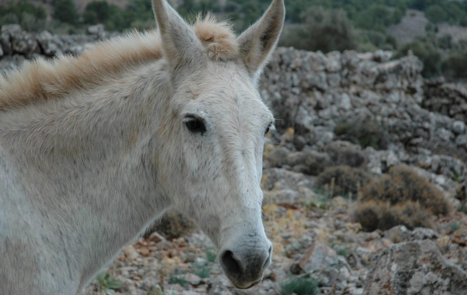 Lassithi Plateau: A Perfect Place for Horseback Riding!