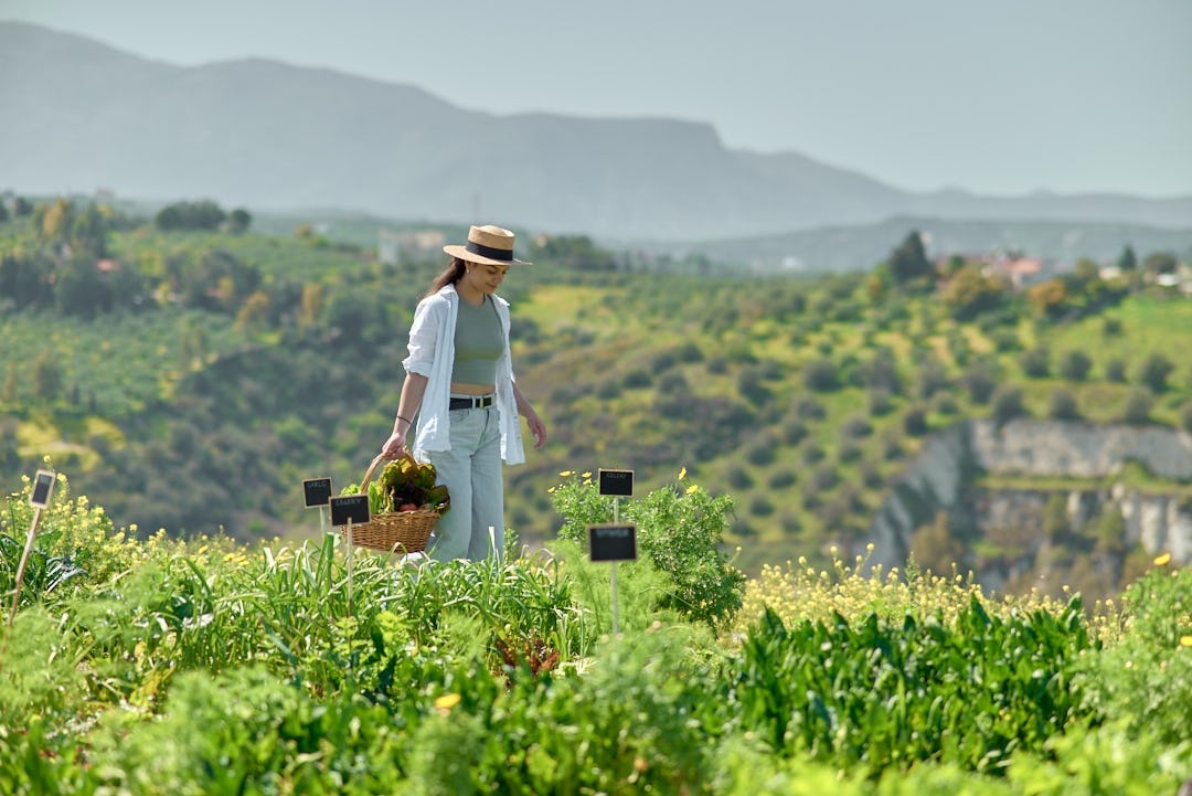 "Kokkiadis Honey Farm": Ξενάγηση στο λαχανόκηπο αναγεννητικής καλλιέργειας & παρασκευή σαλάτας