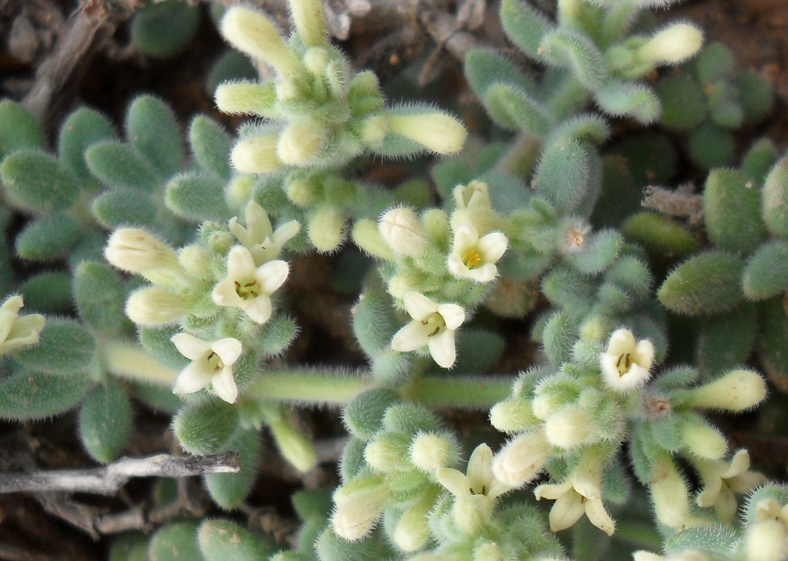 Asperula Crassula