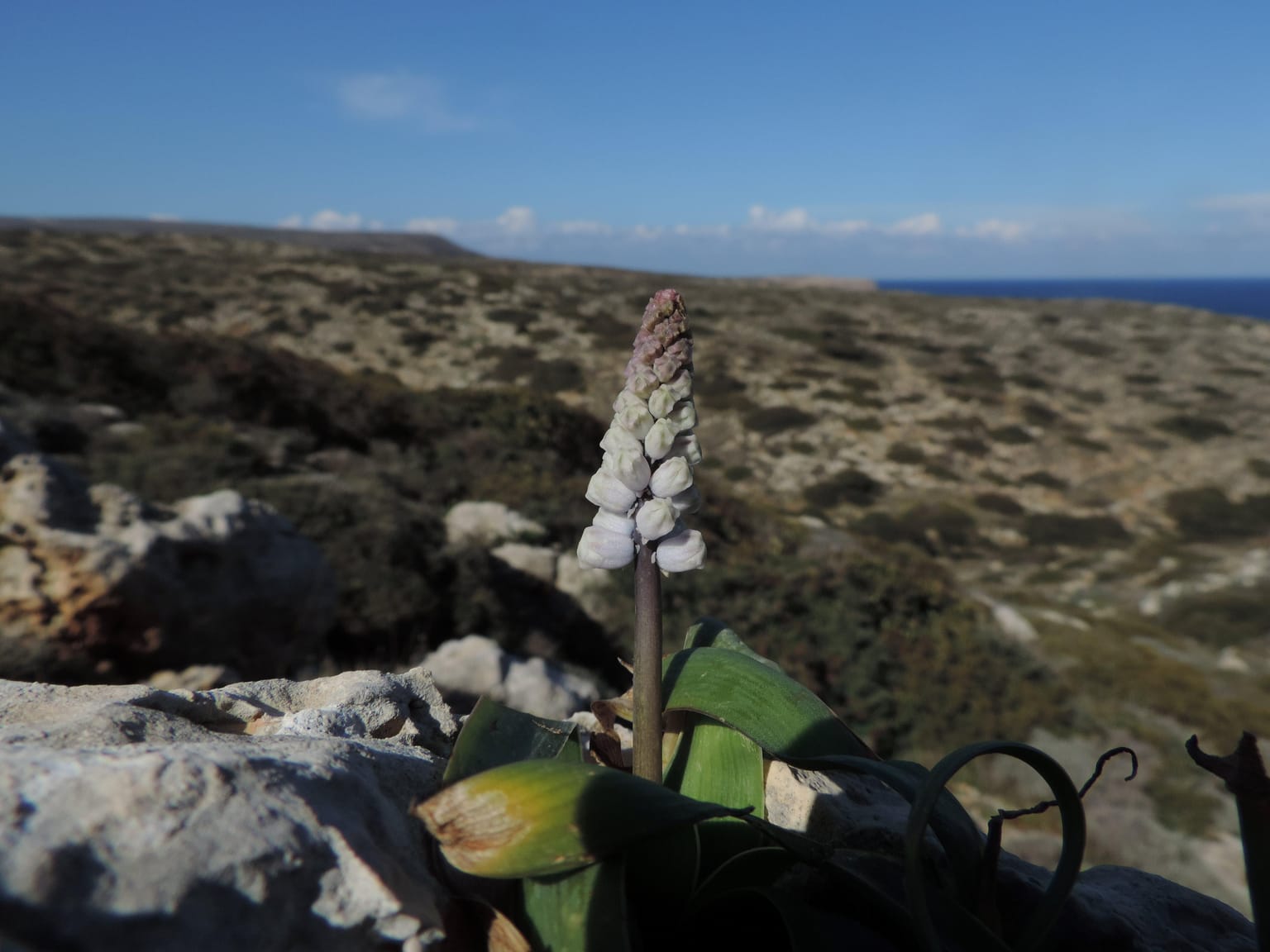 Η Μπελλεβάλια της Σητείας