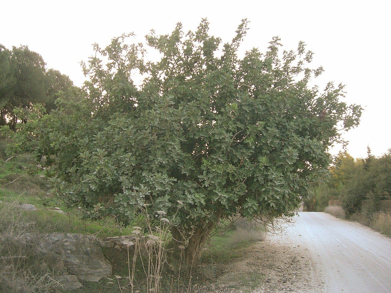 Carob Tree (Ceratonia Siliqua)