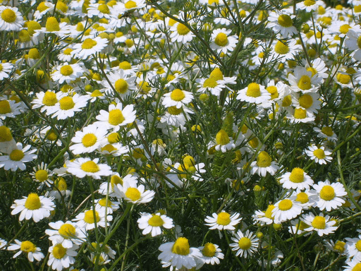 Camomile