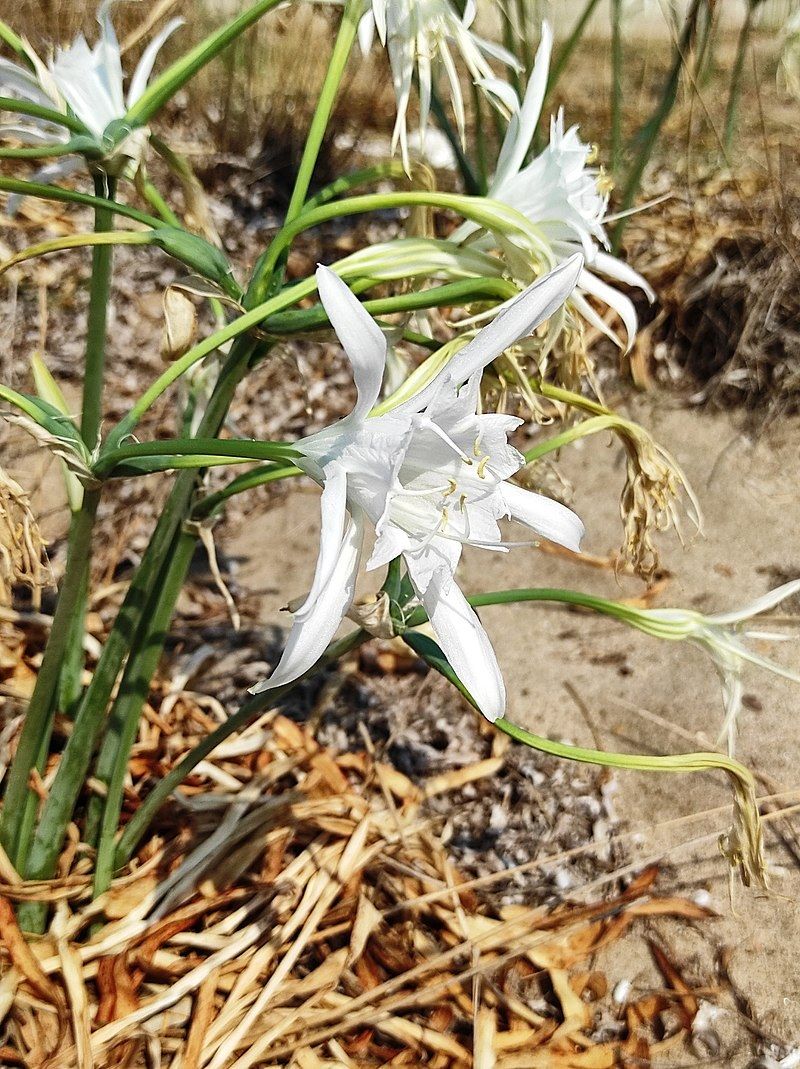 Sand Lily, Sea Lily (Pancratium Maritimum)