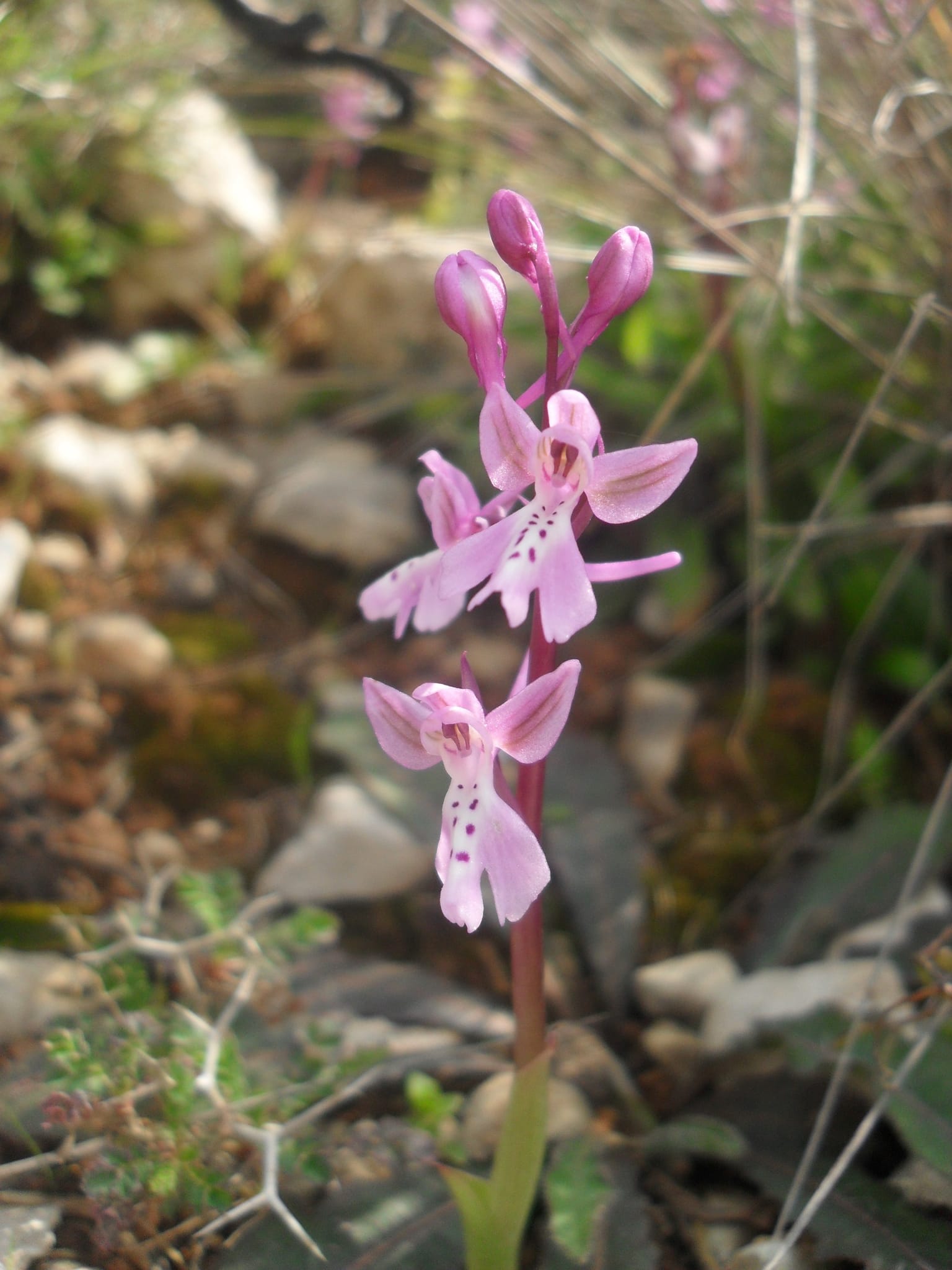 Orchis sitiaca