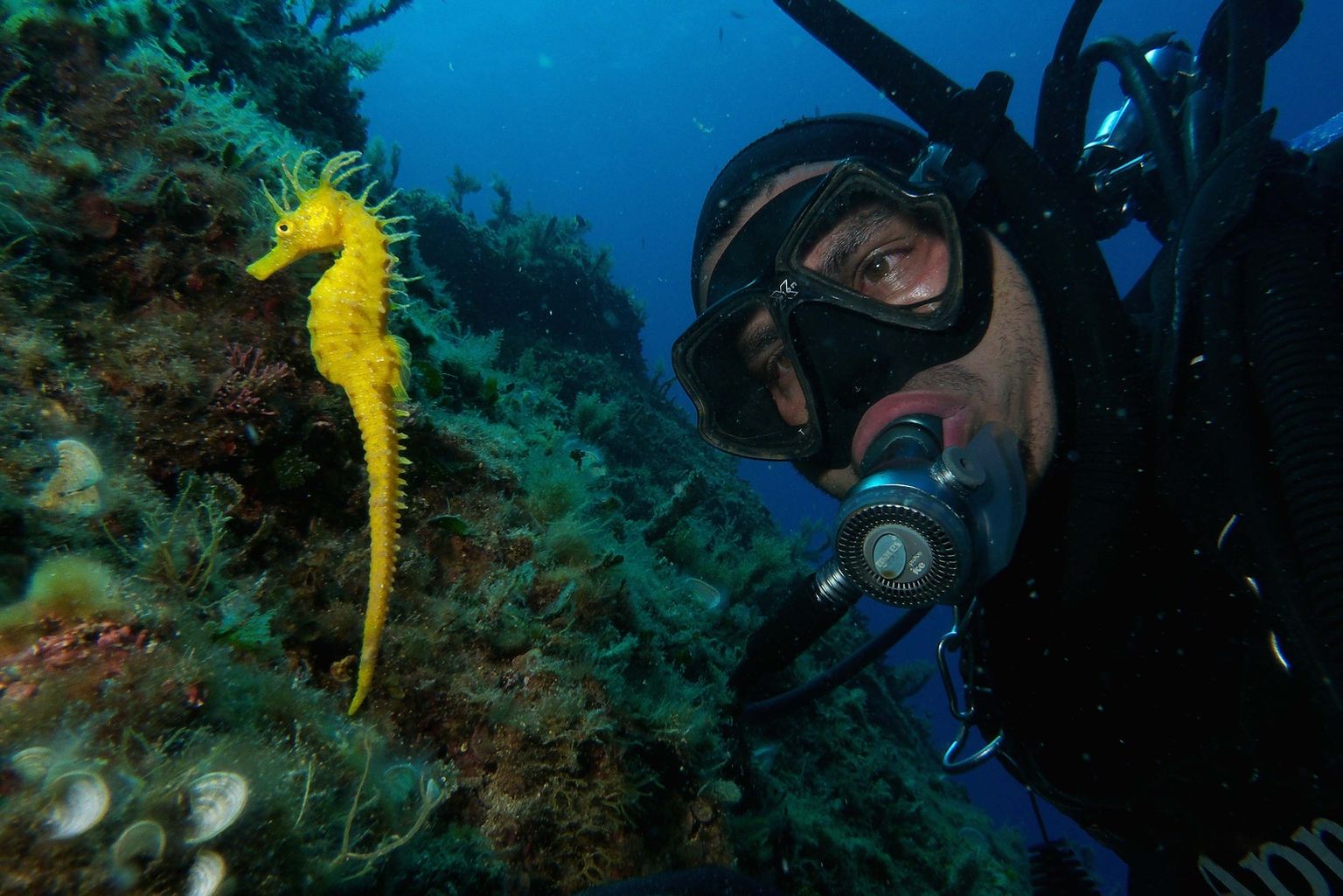 Scuba Diving at Kalyvaki Beach: A Northern Gem of Chania