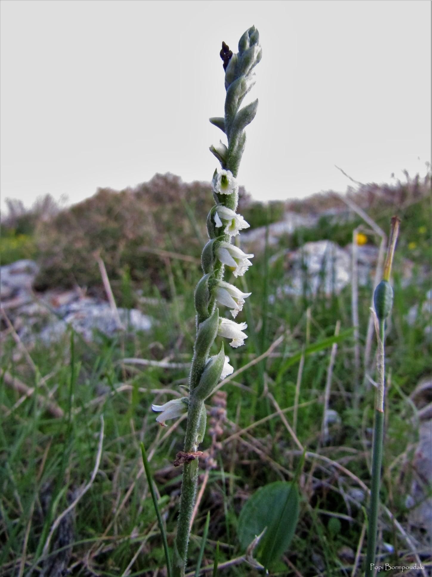 Autumn Lady's-tresses