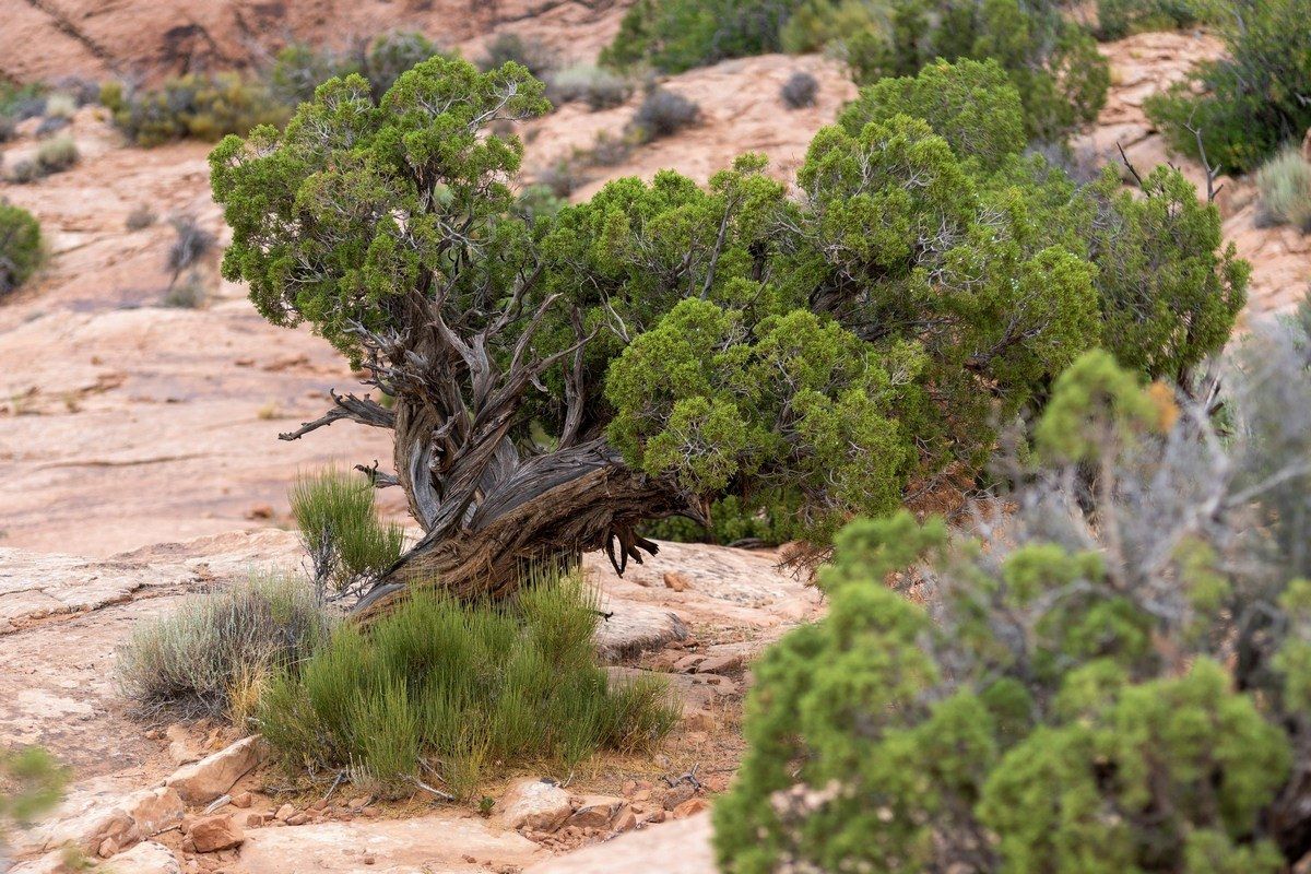 Phoenician Juniper and Large-Fruited Juniper