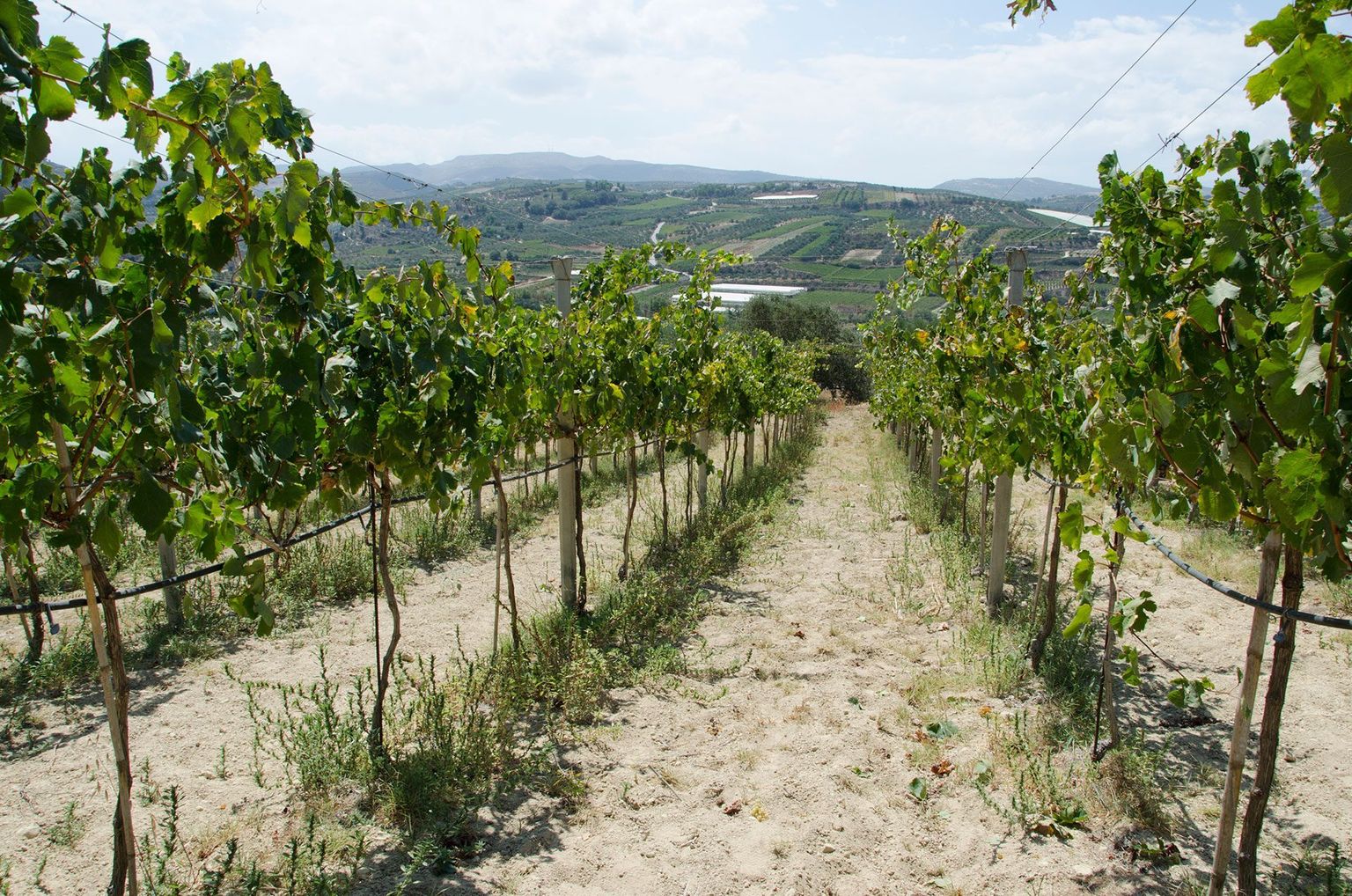 Διγενάκης winery: Το κρασί είναι πολιτισμός