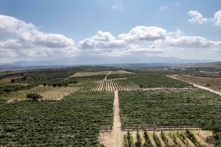 Ηράκλειο: Στους αρχαίους δρόμους των αμπελιών