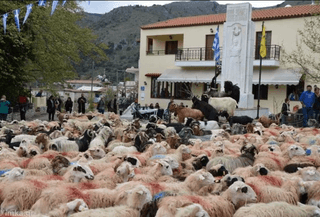 Ευλογία των προβάτων στην Ασή Γωνιά