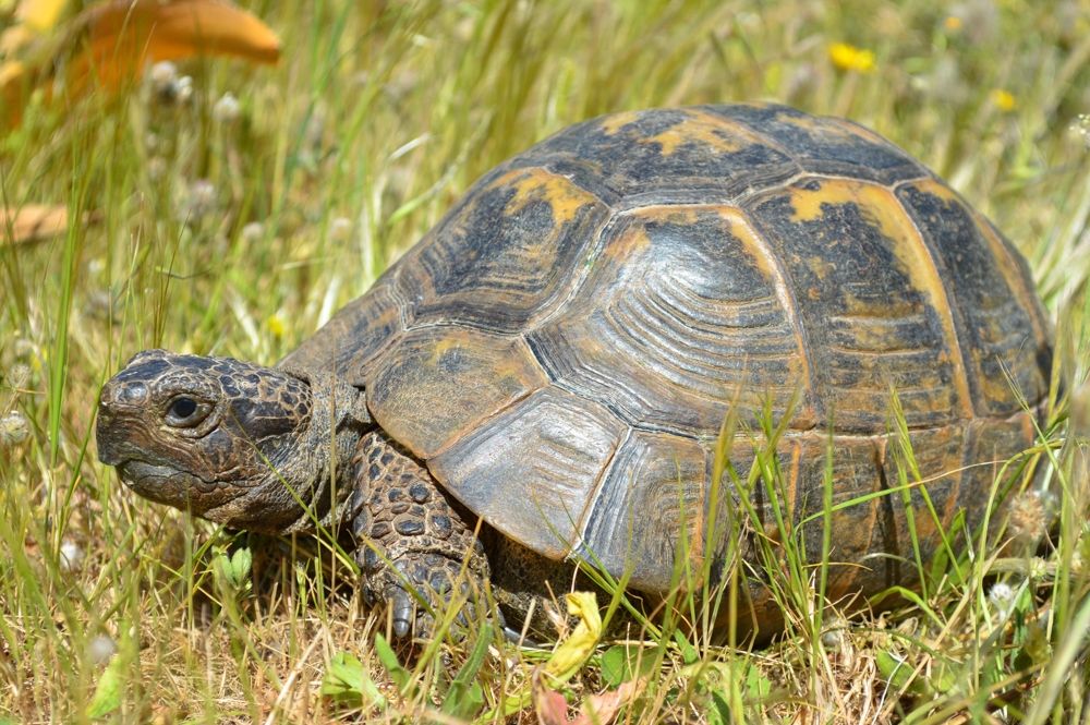 Greek turtle