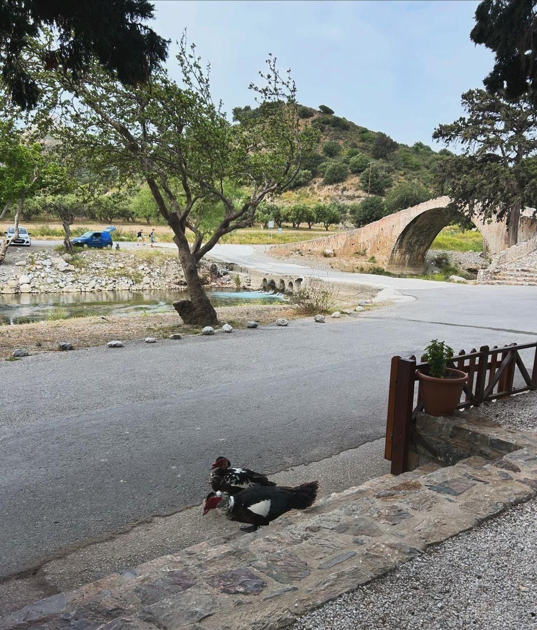 Gefyra Taverna Café: A "hidden" tavern with shade by a stream