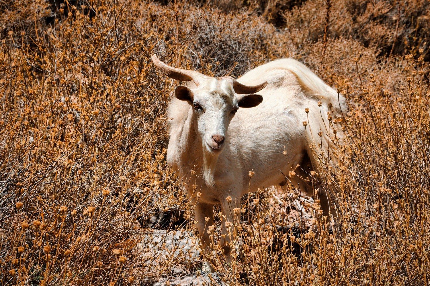 The fauna of Crete