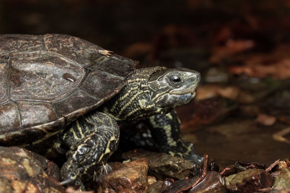 The Balkan Terrapin or Western Caspian Terrapin (Mauremys Rivulata)