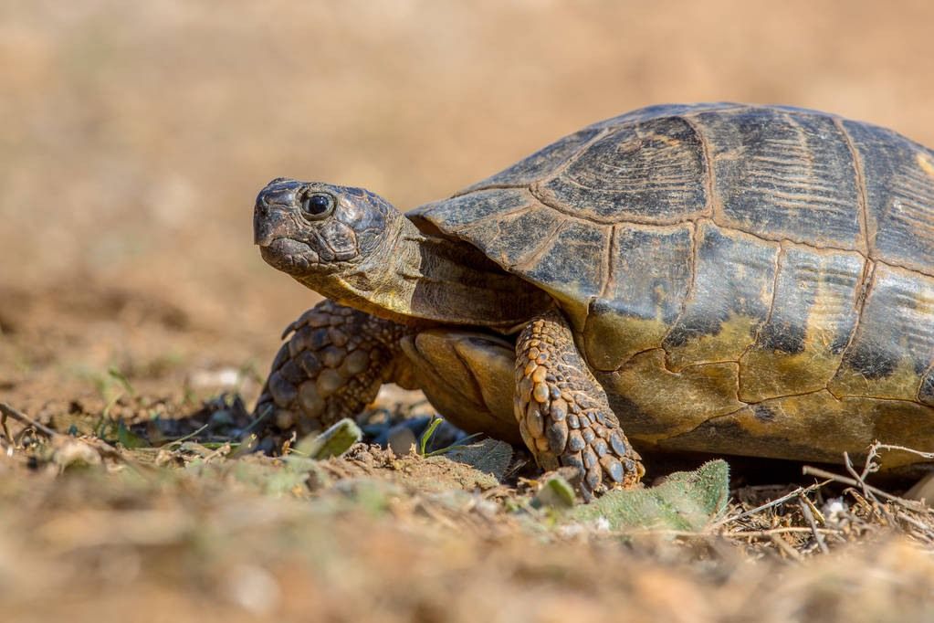 Marginated Tortoise (Testudo marginata)